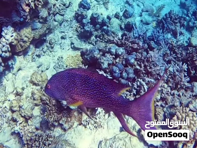 لؤلؤة للاسماك البحريه