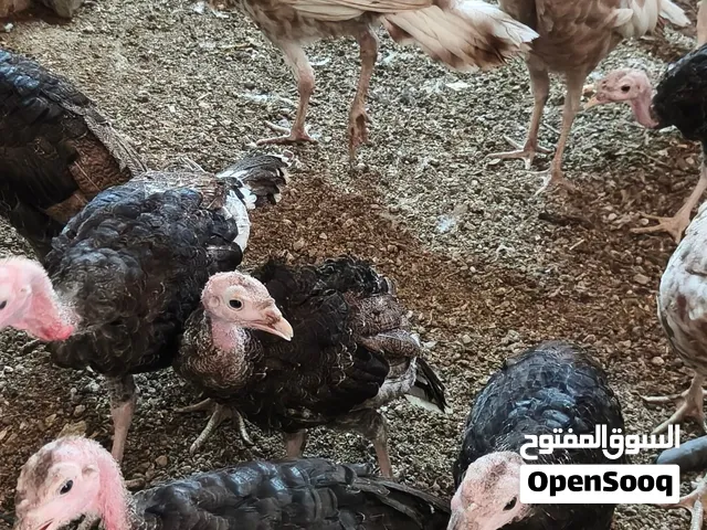 دجاج الرومي