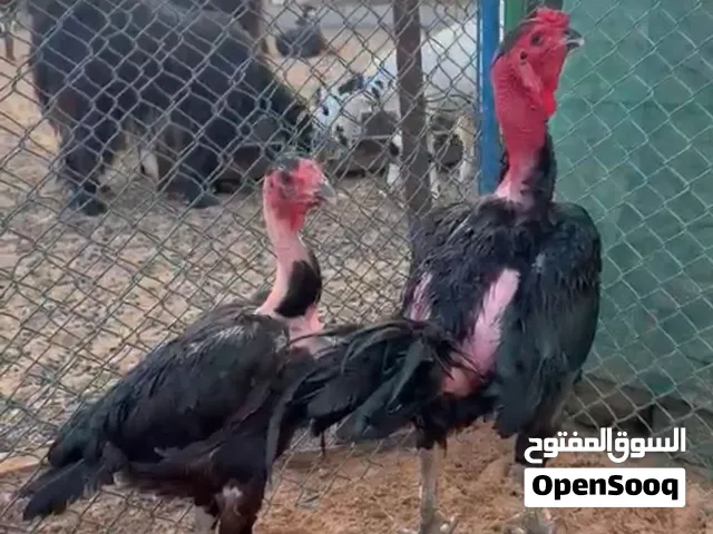 زوج فيتنامي مستورد