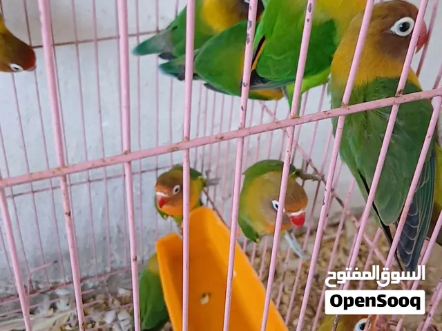 عصافير بركديلو