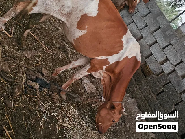 ابقرة تهجين مد وشور جميلة جروز+ وعجله حلوة عمانية فرصه للي يبي يربي مال الدار وتاكل غبار وجميع الحشش