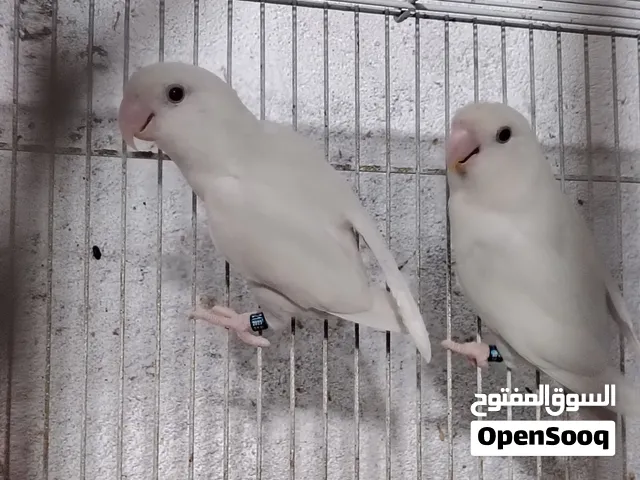 غندور روز البينو