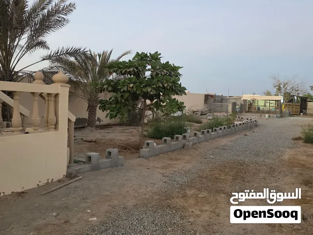 للبيع ارض زراعيه قائمه في السوادي