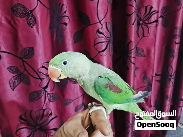 يبالي فول اليف شرط طينه قره الوصف