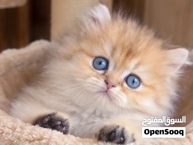 #Scottish cat WCF registered parents