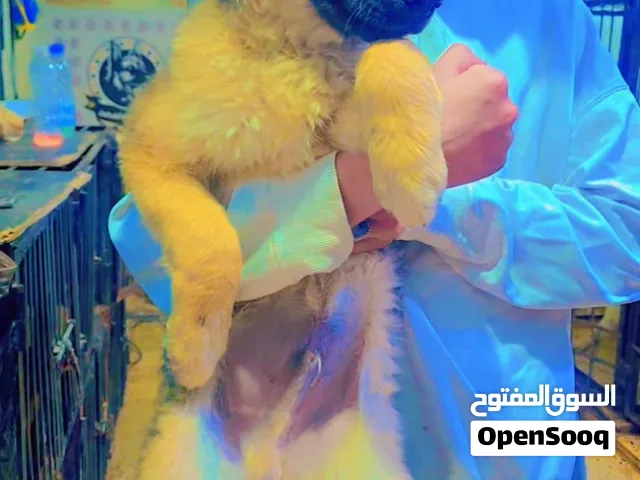 جرو جيرمن فخم جدا