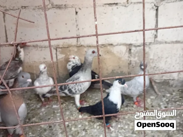 حمام كش وزق