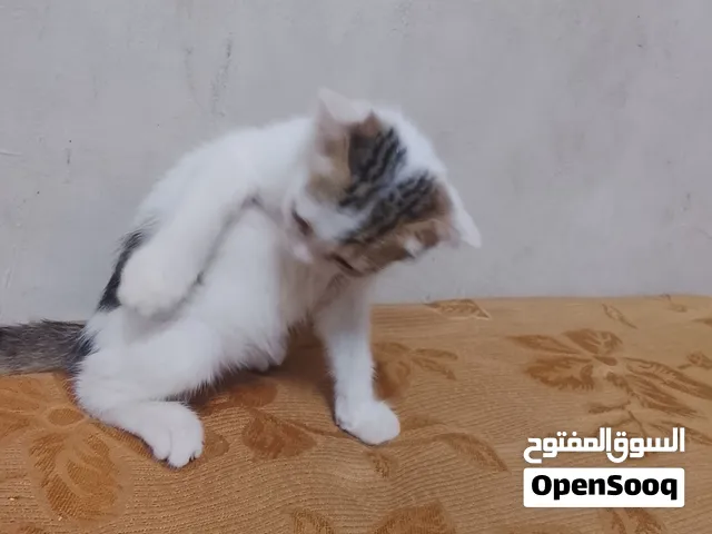 قط صغير الحجم