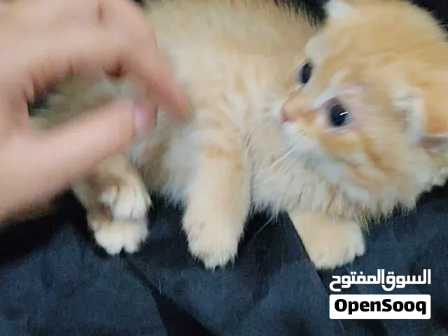 اسكوتش فولد