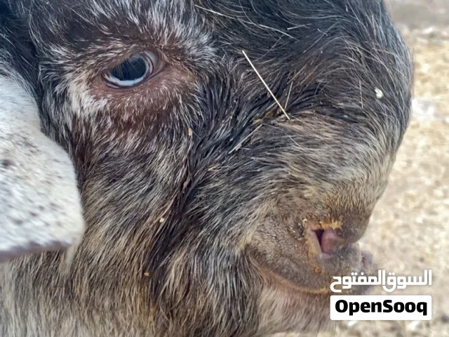 فحل شامي بصلاتو  عنبي.    جدي عمرو  11 شهر
