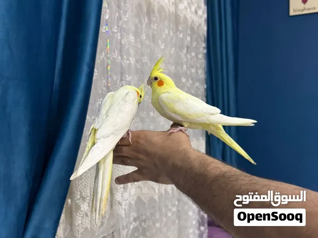 فردين كوكتيل لاتيني بريل أليف جدا بدون عض نهائي أمن علي الاطفال