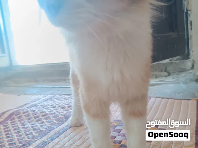 قطة بيت سعر500$