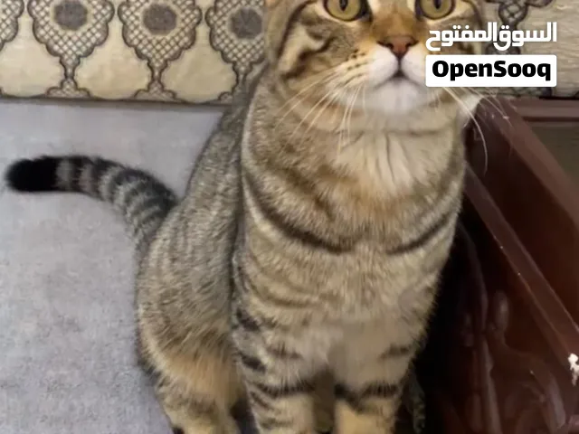 قط ذكر  سكوتش فولد