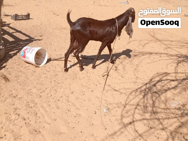 جدي هجين سنه كيف مبدل السداس