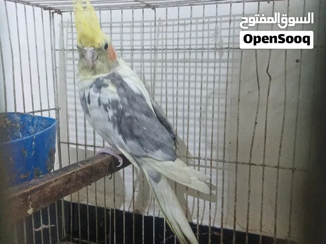 كوكتيل وحشيات تك30المكان البصرة الموفقية
