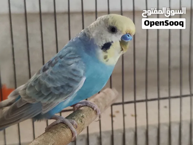 دكر بقلينو مصوقر