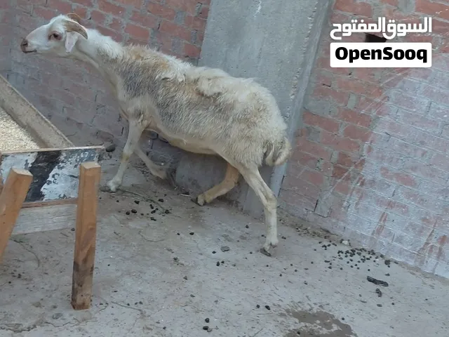 3حتت بدريتين وخروف