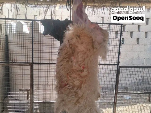 تتوفر ذبائح عمانيه لذبح أو التربيه