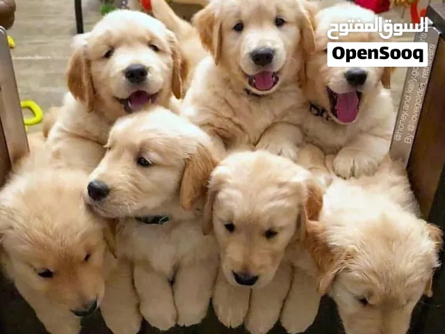 Golden retriever