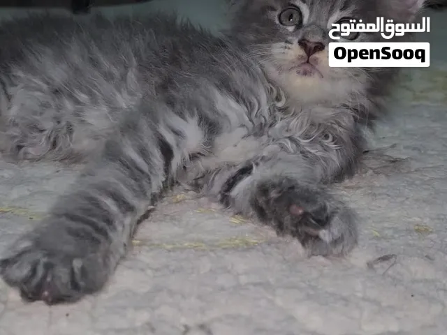 Maine coon kittens Available playful active and trained beautiful small kittens waiting you lovely