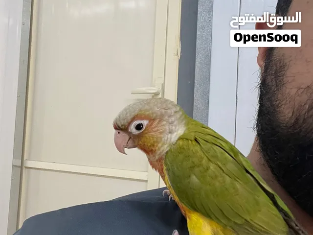 كنيور اليف