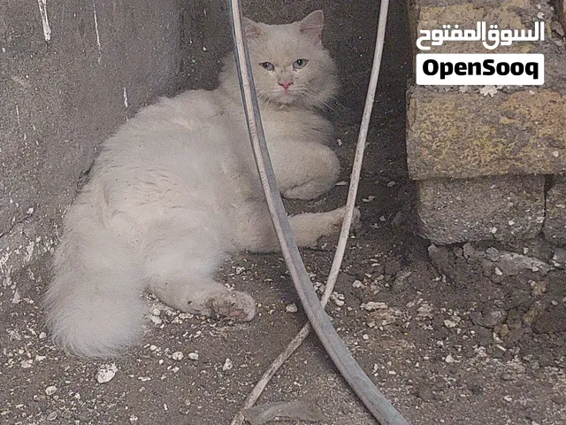 قط شيرازي للتبني