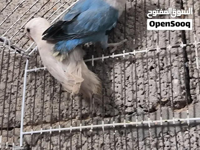كوبيه للبيع