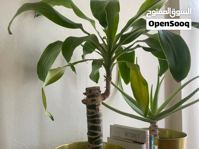 Plant with pot