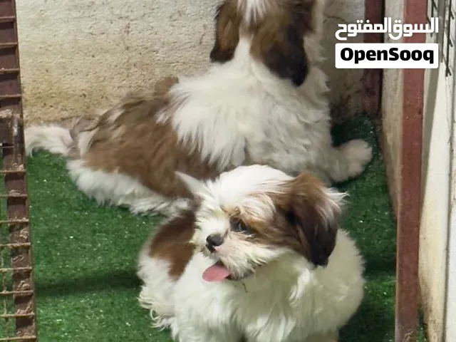 كلاب شيتزو للبيع
