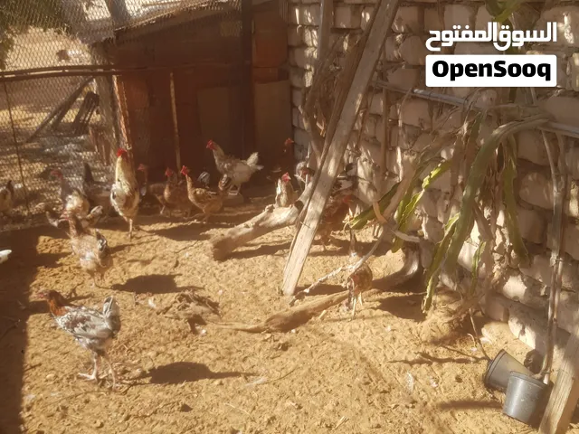 دجاج زهري تونسي