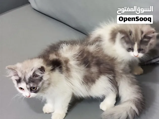 قطط للبيع العمر شهرين ونص