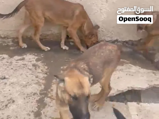جلاب مينو النوع