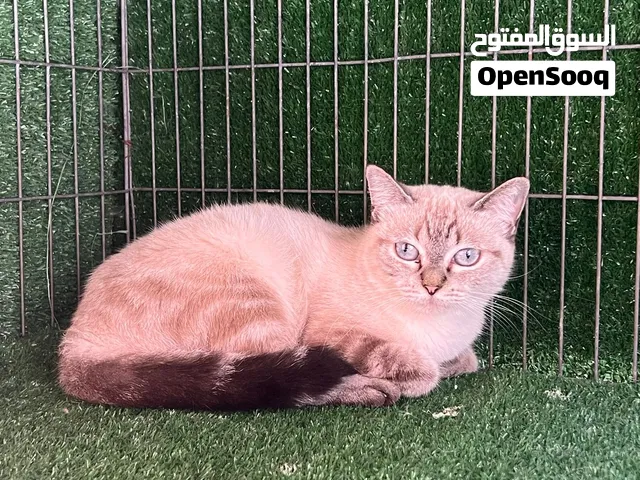 زوز اينات قطط سيامي العمر 35 يوم وتاني 3 شهور ربي يبارك 200 د