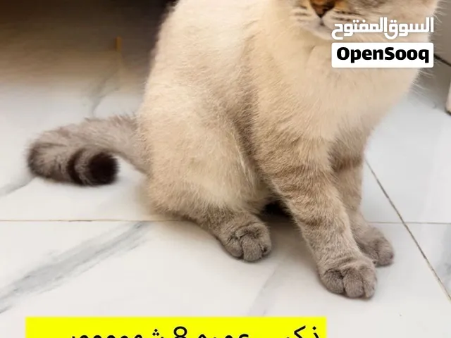 قط بريطاني ذكر عمره 8 شهور صحته جيد جداً سعر معقول جدا جدا جدا