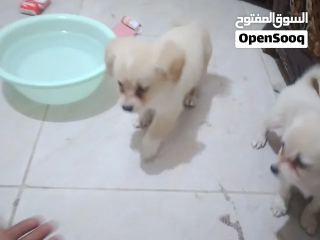 لولو فكس العمر شهرين بسم الله ما شاء الله الله يطرح البركه ل صاحب النصيب