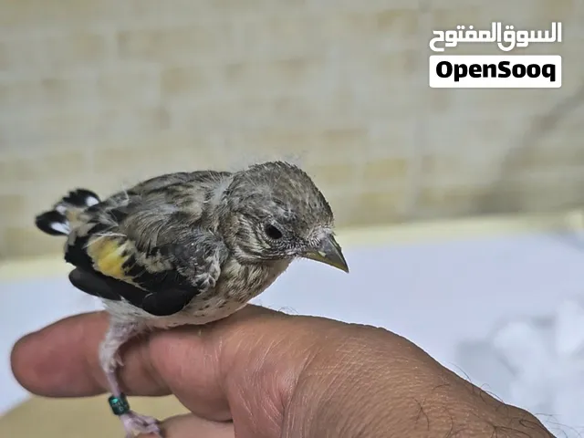 حسون  بارفا