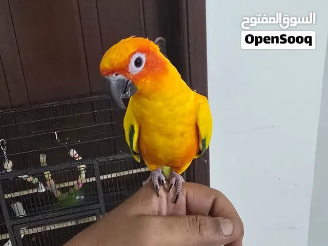 صن كنيور أنثى