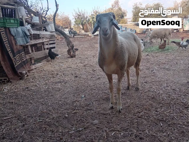 خاروف عساف للبيع
