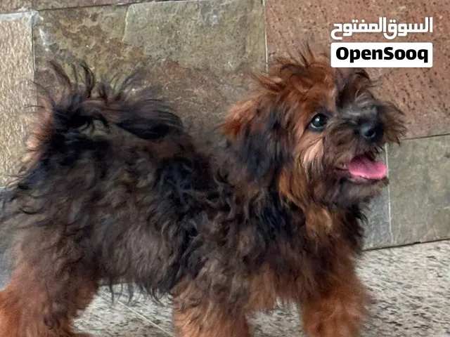 A very cute pomeranian shih Tzu puppy vaccinated selling only because of travelling