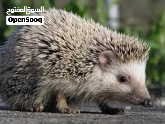 قنفذ أليف للبيع