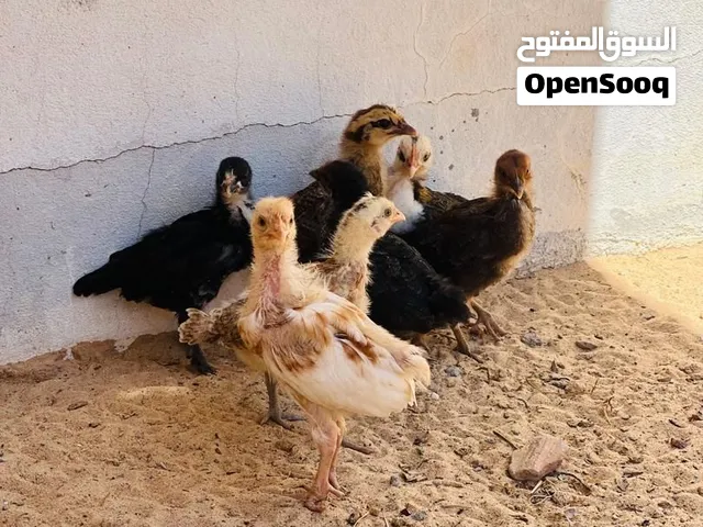 فلاليس دجاج عربي صحه ربي يبارك