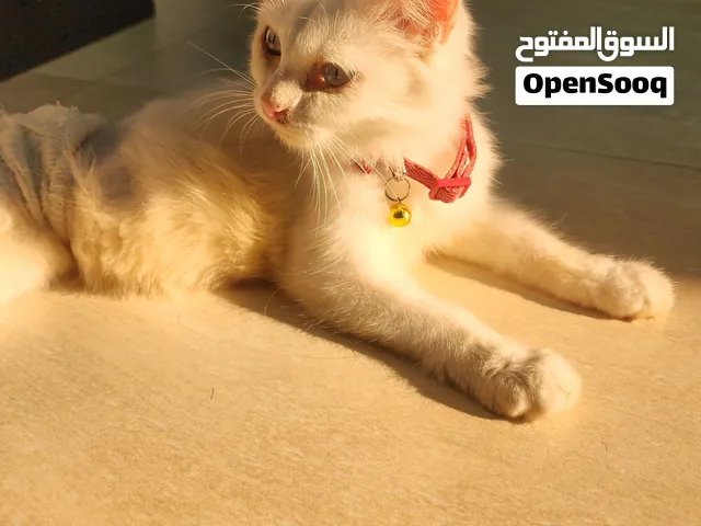 قط تركي للتبني )فقط للجادين بالعنايه بالقط(