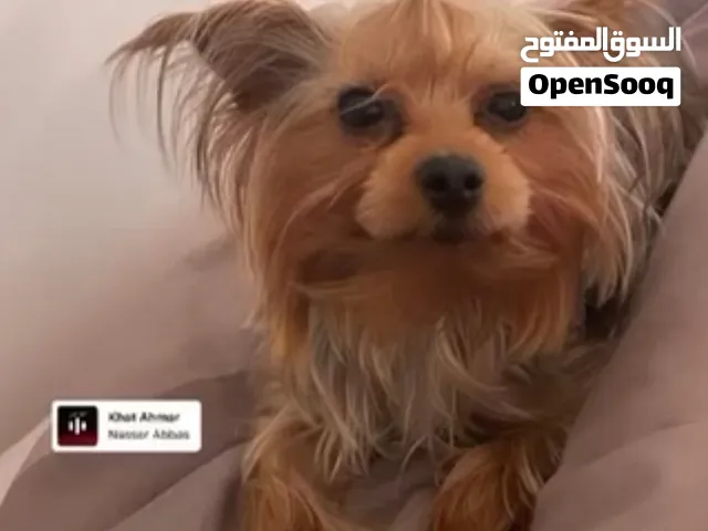 انثى يوركشاير