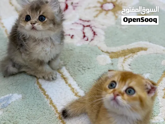 سكوتش فولد ذكر صغير وكيوت لطيف ولعوب بصحة Ny11