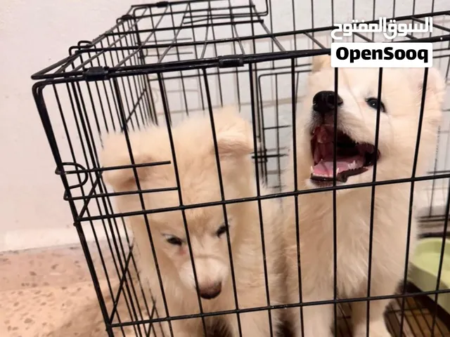 2 samoyed dogs .....كلاب سامويد