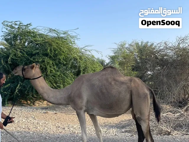 ناقه مدني للبيع