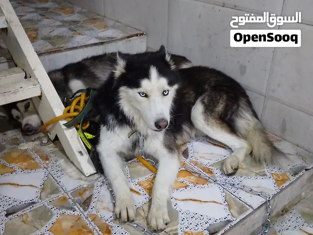 كلاب هاسكي