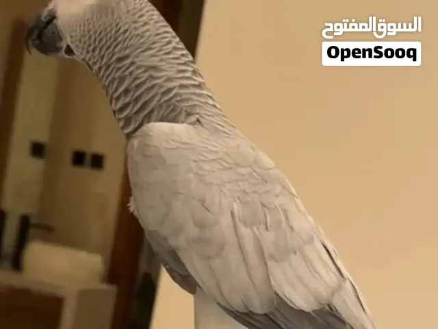 مطلوب كاسكو للشراء بسعر مناسب