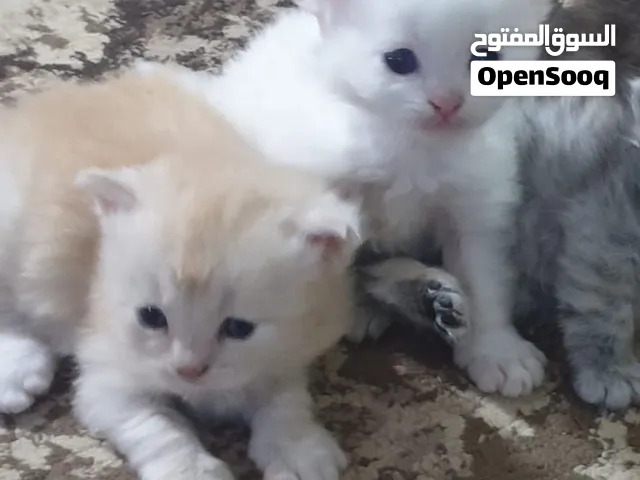 قطط شيرازي