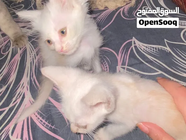 قطط صغار شيرازي